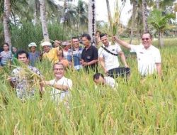 Bupati Dan Wakil Bupati Nias Panen di Somi