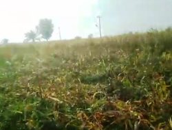  Tanaman Jagung Milik Warga Beguldah Kembali Dirusak