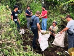 Ganja Ditemukan di Namanteran Tanahkaro