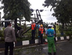 Hujan Angin Landa Langkat Pohon Tumbang