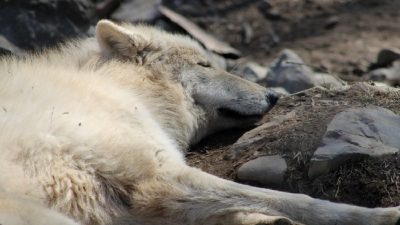 Siksa Anjing Tetangga Dilaporkan ke Polsek Birubiru