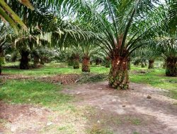 PTPN3 KSGGI Rutin Rawat Kelapa Sawit untuk Tingkatkan Produksi