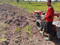 Alsintan BPP Manis Mata Bantu Kelompok Tani Terate Nusantara