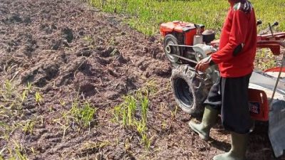 Alsintan BPP Manis Mata Bantu Kelompok Tani Terate Nusantara