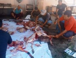 Paguyuban Gemako Sembelih 6 Ekor Kambing Kurban