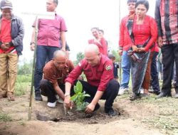 Nikson Nababan Tanam Kopi di Desa Doloksaribu
