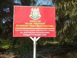 Kebun Sawit Sitaan Kejaksaan 97,45 Ha di Langkat Tetap Dipanen  