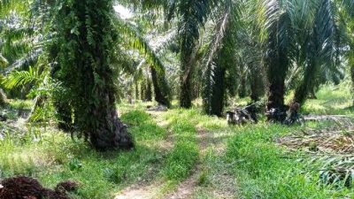 Lahan Disita PN , Diduga TBS Tetap Dipanen AG