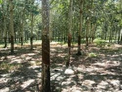 PTPN 3 Afdeling I KSGGI Lakukan Perawatan Dan Pemeliharaan Tanaman Karet 