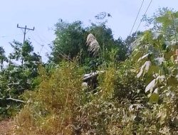 Kabel PLN Ditimpa Pohon