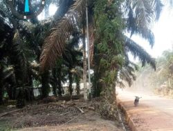 Pohon Sawit Cantolan Kabel PLN