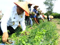 Bupati Panen Bawang Bersama Kelompok Tani Dugul