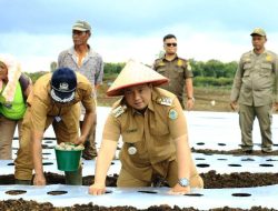 Bupati Samosir Tanam Kentang di KPT Hariara Pintu