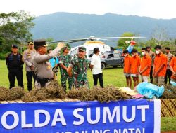 Ditemukan Ladang Ganja Terbesar di Kabupaten Madina