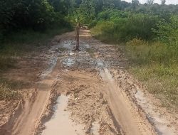 Pohon Pisang Tumbuh di Jalan