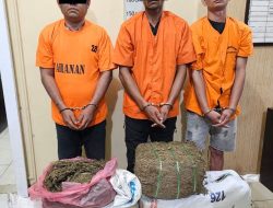 Sat Narkoba Polres Langkat Amankan  Tersangka dan 32 Kg Ganja