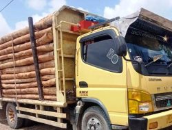 Diduga Milik TPL 7 Truck Diamankan, Polres Samosir Cek Tungkul