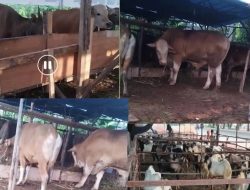 Team LIBAS DPW Kepri Laporkan Temuannya ke Balai Karantina