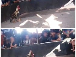 Wilkum Kolong Tg.Balai Karimun Ada Kontes Ayam Taruhan Jutaan