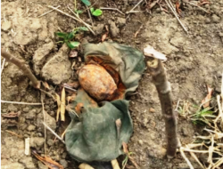 Warga Temukan Granat Nanas Di Ladang Ubi