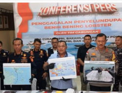 Bea Cukai Kepri Dan Lantamal IV Gagalkan Penyelundupan Ribuan Lobster