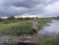 DAS Sungai Buluh Kecamatan Manismata Ditanami Sawit  