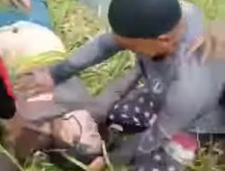 Ibu Rumah Tangga Tewas Dimangsa Buaya Dekat Kebun BNS
