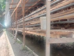 Kades Nahornop Marsada Apresiasi Peternakan Ayam Milik Anggota DPRD Taput 