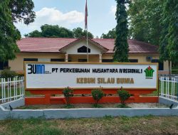 Tingkatkan Produksi, PTPN IV Regional 1 KSDUN Lakukan Perawatan Dan Pemeliharaan Tanaman