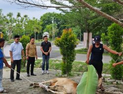 Qurban di Idul Adha 2025, BUMD Deli Serdang Potong 1 Sapi