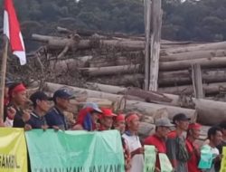 Hutan Dibabat Warga Desa Kualan Hilir Simpanghulu Ketapang Resah