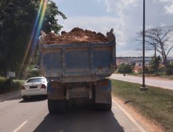 Lory Bertonase Raksasa Bebas Melintas di Kota Batam