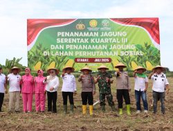 Kapolres Langkat Laksanakan Penanaman Jagung Kuartal III di Lahan Bhayangkara