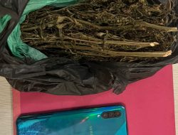 TKP di Pabatu, Dua Pengedar Ganja Diringkus Satresnarkoba