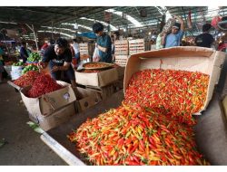 Kebijakan Pemprovsu Soal Cabai Merah Bersifat Jangka Pendek