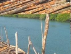 Dirjen Gakkum Diminta Tangkap Otak Perusak Mangrove di Lingga 