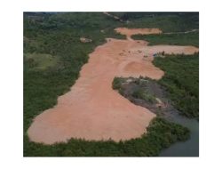 Reklamasi Masif di Tanjung Piayu Hancurkan Ekosistem Mangrove