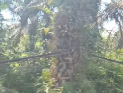 Kabel PLN Dua Tahun Melilit di Pohon Menanti Korban Jatuh