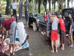 12 Hewan Kurban Disembelih di Masjid Miftahul Jannah, Ribuan Warga Terima Daging Kurban