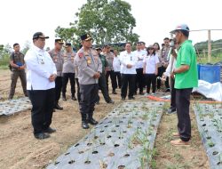 Bupati Samosir Bersama Kapolda Sumut Tinjau Penanaman Bawang Putih