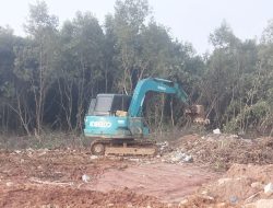 Mangrove Puluhan Tahun Korban Bisnis Kavling di Tanjung Sengkuang