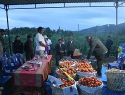 Panen Perdana Tomat BUMDes Sisordak Jadi Inspirasi Tapanuli Utara