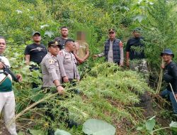 Polres Langkat Amankan 11 Batang Ganja di Kuala