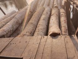 Diduga Puluhan Ton Kayu Log Dari Pulau Bulan Masuk ke Batam Tanpa SKSHHKO